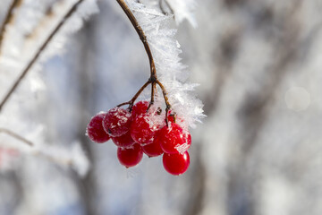 Red viburnum berries.
