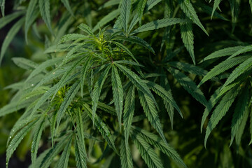 Cannabis Flowers Outdoor. Own cultivation of marijuana in the garden.