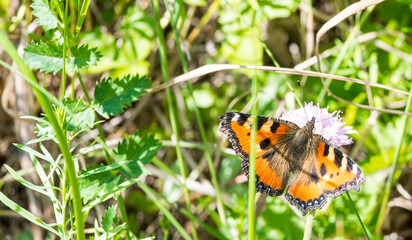a small butterfly hives on a flower among the grass