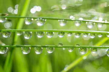 raindrops on a blade of grass three stems of a plant with water bubbles very light edition