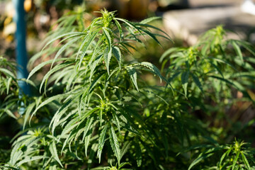 Cannabis Flowers Outdoor. Own cultivation of marijuana in the garden.
