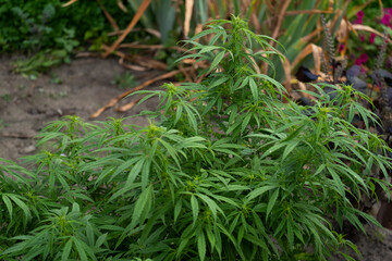 Cannabis Flowers Outdoor. Own cultivation of marijuana in the garden.