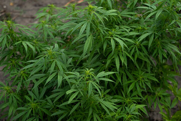 Cannabis Flowers Outdoor. Own cultivation of marijuana in the garden.