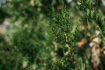 Thuja occidentalis green Christmas xmas branch background. Thuja plicata, Western Red Cedar. . Green Thuja occidentalis Columna texture. Evergreen coniferous tree, Chinese thuja. Selective focus
