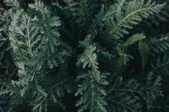 Mood trendy dark green fern yarrow leaves background. Yarrow, Woundwort, Milfoil, Staunchweed, Herbe Militaris, Achillea millefolium