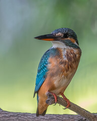 Portrait of a Common Kingfisher