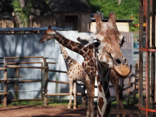 キリンの顔のクローズアップ