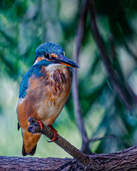 Common Kingfisher resting on a tree
