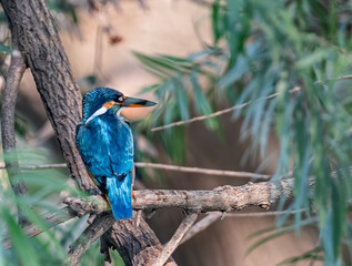Common Kingfisher in Natural Habitat