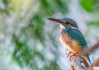 Common Kingfisher in a relaxing mood
