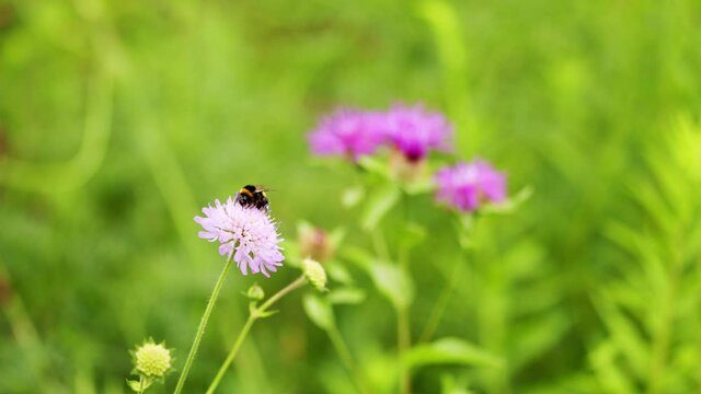 Shot of a Bumblebee, bombus sp., on a scabious flower. Violet or blue flower, field scabious.