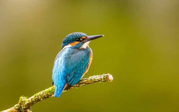 zimorodek zwyczajny zimorodek alcedo atthis