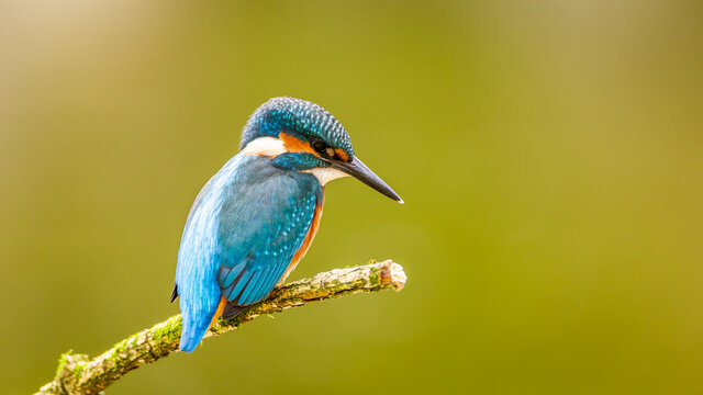 zimorodek zwyczajny zimorodek alcedo atthis