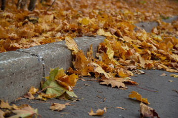 Autumn leaves fell on the road
