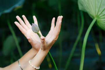 A hands of  young woman gently embrace the unopened bud of the lotus flower