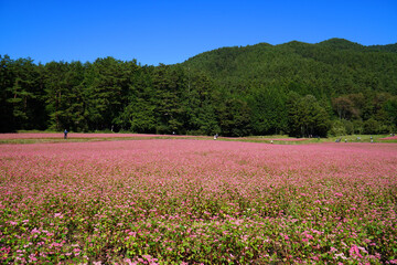 赤そばの花　赤そばの里