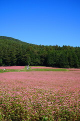 赤そばの花　赤そばの里