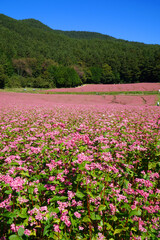 赤そばの花　赤そばの里
