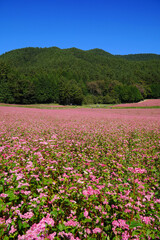 Fototapeta premium 赤そばの花 赤そばの里
