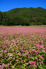 赤そばの花　赤そばの里