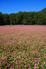 Obraz premium 赤そばの花 赤そばの里