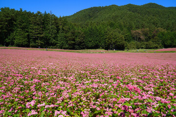 Fototapeta premium 赤そばの花 赤そばの里