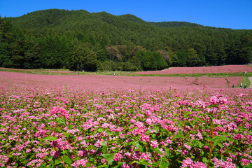 Fototapeta premium 赤そばの花 赤そばの里