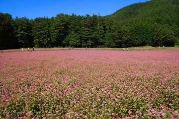 赤そばの花　赤そばの里
