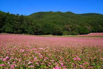 Obraz premium 赤そばの花 赤そばの里