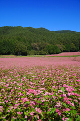Obraz premium 赤そばの花 赤そばの里