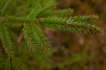 a spruce branches