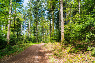 Germany, Beautiful forest path alongside huge ancient trees and green plants in untouched nature scenery of german black forest holiday region