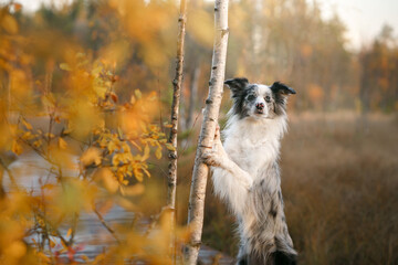 Obraz premium the dog put its paws on the tree. Autumn mood. Border collie in leaf fall in the forest