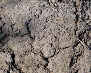 Background texture of dry natural land