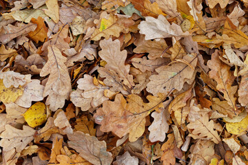 Texture of fallen oak leaves on the grass, golden autumn