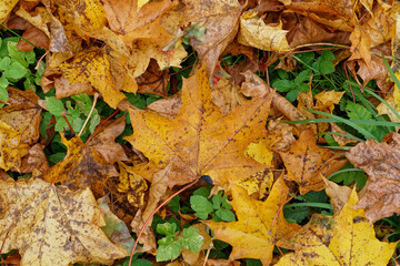 Texture of fallen maple leaves on the grass, golden autumn