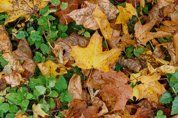 Texture of fallen maple leaves on the grass, golden autumn