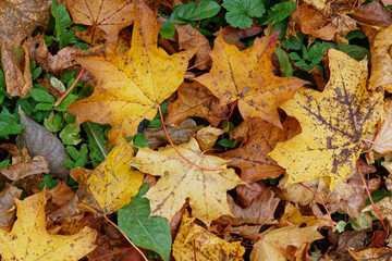 Naklejka na ściany i meble Texture of fallen maple leaves on the grass, golden autumn