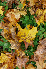 Texture of fallen maple leaves on the grass, golden autumn