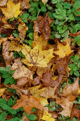 Texture of fallen maple leaves on the grass, golden autumn