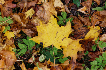 Texture of fallen maple leaves on the grass, golden autumn