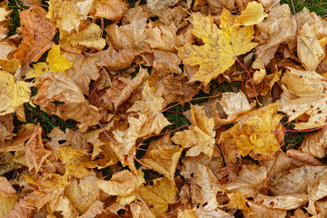 Texture of fallen maple leaves, golden autumn