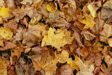 Texture of fallen maple leaves, golden autumn
