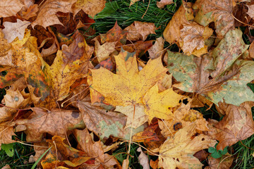 Texture of fallen maple leaves on the grass, golden autumn