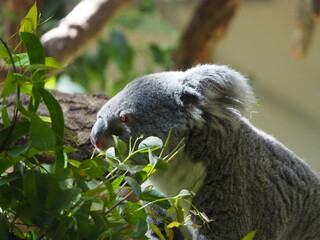 食事中の可愛いコアラ