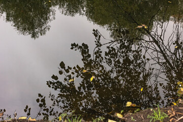 Branches of tree are reflected in water