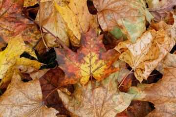 Texture of fallen maple leaves, golden autumn