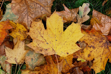 Texture of fallen maple leaves on the grass, golden autumn