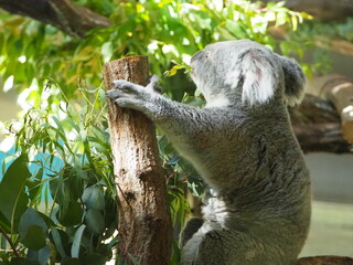食事中の可愛いコアラ