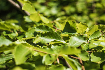 tree leaves